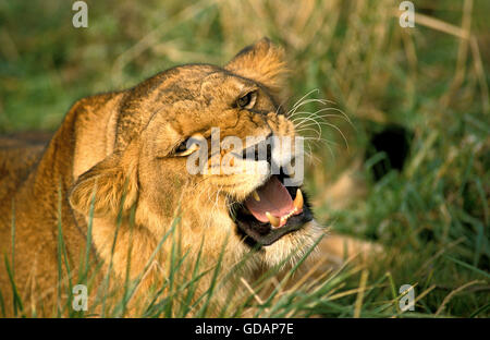 AFRICAN LION panthera leo, FEMALE SNARLING, KENYA Stock Photo