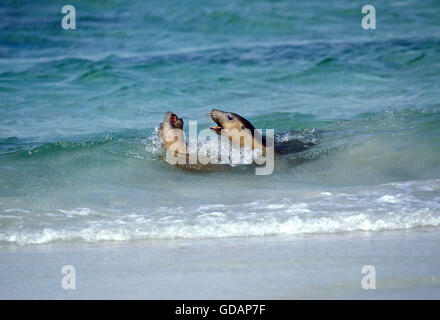 AUSTRALIAN SEA LION neophoca cinerea, ADULTS PLAY FIGHTING, AUSTRALIA Stock Photo