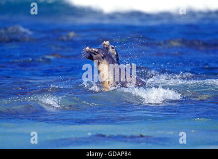 Australian Sea Lion, neophoca cinere, Adults playing in Ocean, Australia Stock Photo