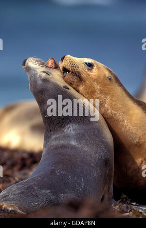 AUSTRALIAN SEA LION neophoca cinerea, ADULTS PLAY FIGHTING, AUSTRALIA Stock Photo