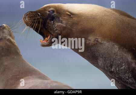 Australian Sea Lion, neophoca cinerea, Male with Open mouth, Australia Stock Photo