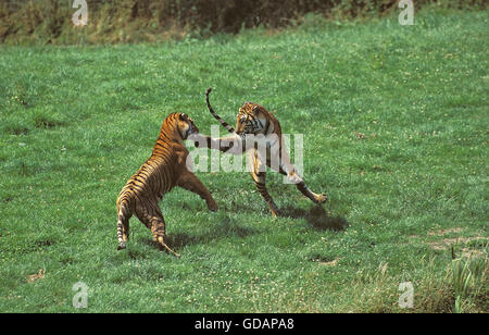 Bengal Tiger, panthera tigris tigris, Adults fighting Stock Photo