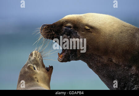 Australian Sea Lion, neophoca cinerea, Pair in Defensive Posture, Australia Stock Photo