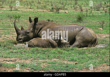 WHITE RHINOCEROS FEMALE AND YOUNG ceratotherium simum, LAYING DOWN IN A POOL OF WATER, SOUTH AFRICA
