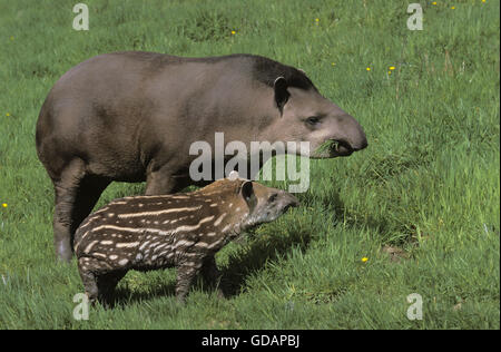 FEMALE AND YOUNG LOWLAND TAPIR tapirus terrestris Stock Photo