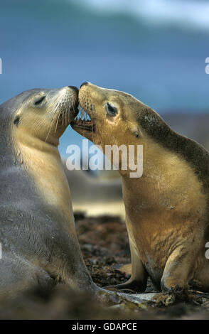 Australian Sea Lion, neophoca cinerea, Females, Australia Stock Photo