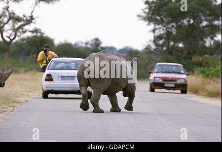 White Rhinoceros, ceratotherium simum, Adult walking near Tourists sitting in Safari Cars, Kruger Park in South Africa Stock Photo