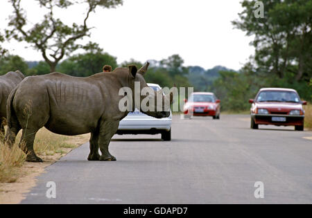 White Rhinoceros, ceratotherium simum, Adult crossing Road, Kruger Park in South Africa Stock Photo