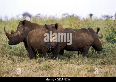 White Rhinoceros, ceratotherium simum, South Africa Stock Photo