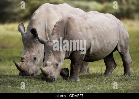 White Rhinoceros, ceratotherium simum, Adults eating Grass, Nakuru Park in Kenya Stock Photo