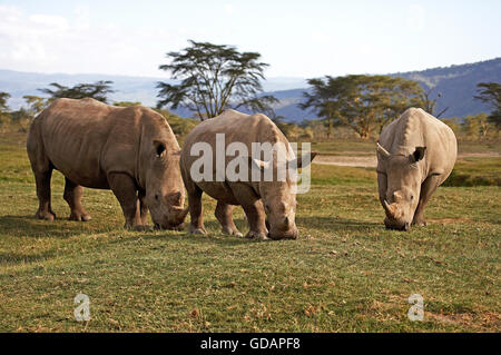 White Rhinoceros, ceratotherium simum, Adults on Grass, Nakuru Park in Kenya Stock Photo