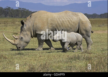 White Rhinoceros, ceratotherium simum, Mother and Calf, Nakuru Park in Kenya