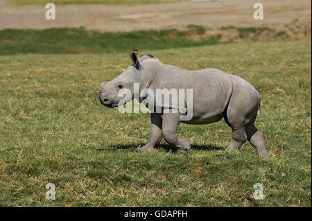 White Rhinoceros, ceratotherium simum, Calf on Grass, Nakuru Park in Kenya Stock Photo