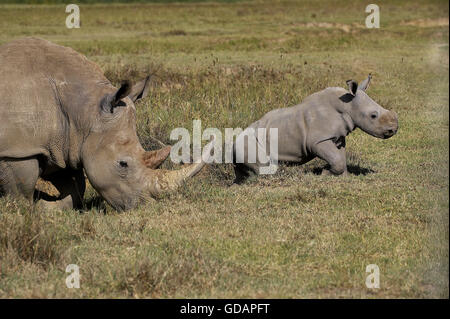 White Rhinoceros, ceratotherium simum, Female with Calf, Nakuru park in Kenya Stock Photo