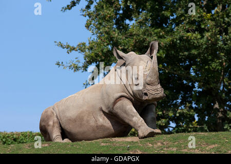 White Rhinoceros, ceratotherium simum Stock Photo