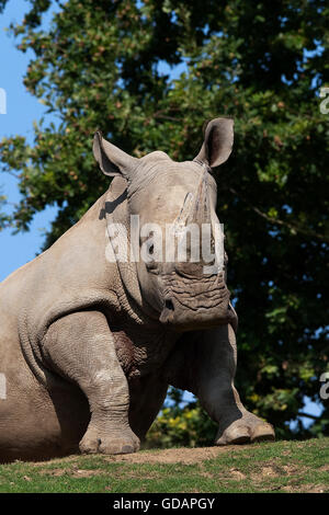 White rhinoceros (Ceratotherium simum), adult, foraging, Sabi Sand Game ...