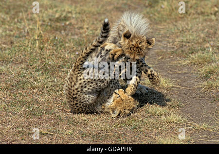 Cheetah, acinonyx jubatus, Cub playing, Masai Mara Park in Kenya Stock Photo