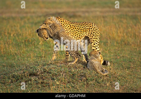 Cheetah, acinonyx jubatus, Mother playing with Cub, Masai Mara Park in Kenya Stock Photo