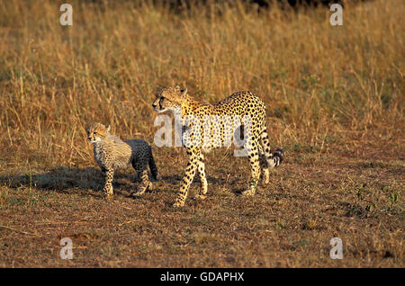 Cheetah, acinonyx jubatus, Mother with Cub, Masai Mara Park in Kenya Stock Photo