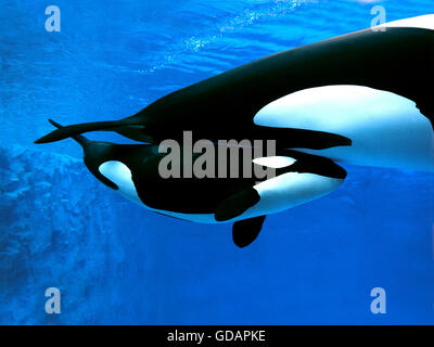 Killer Whale, orcinus orca, Mother with Calf Stock Photo