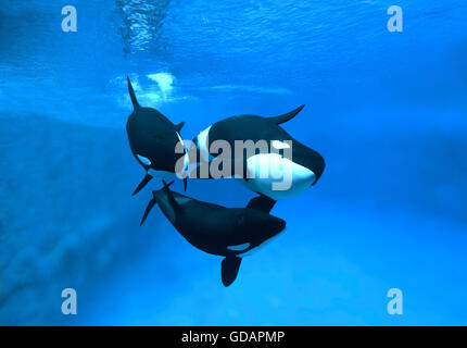 Killer Whale, orcinus orca, Adults Stock Photo