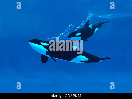 Killer Whale, orcinus orca, Mother with Calf Stock Photo