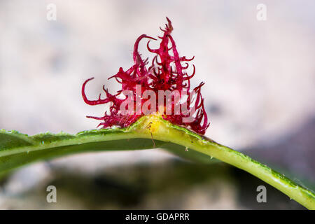 Bedeguar Gall Wasp (Diplolepis rosae) gall on rose leaf. Early stage Robin's pincushion on dog rose (Rosa canina),with chambers Stock Photo