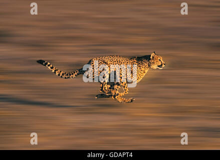 goldencheetah running