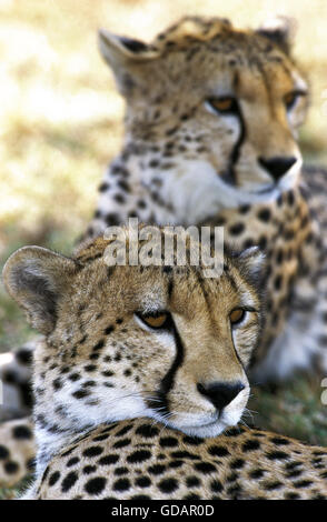 Cheetah, acinonyx jubatus, Masai Mara Park in Kenya Stock Photo