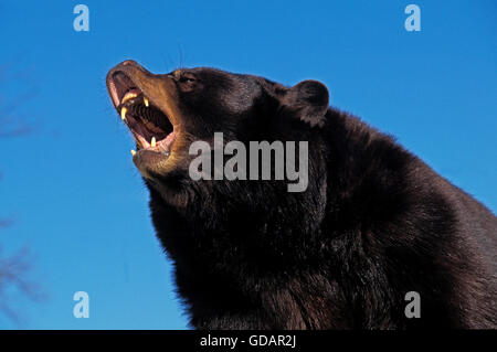 American Black Bear, ursus americanus, Adult with Open Mouth, in Defensive Posture, Canada Stock Photo