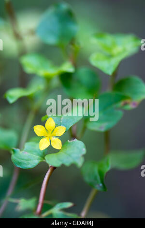 Yellow pimpernel (Lysimachia nemorum) plant in flower. Low growing woodland plant in the primrose family (Primulaceae) Stock Photo