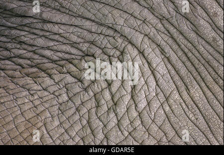 AFRICAN ELEPHANT loxodonta africana, CLOSE-UP OF SKIN, KENYA Stock Photo