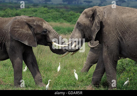 AFRICAN ELEPHANT loxodonta africana, ADULT AND YOUNG PLAYING, CATTLE EGRETS, KENYA Stock Photo