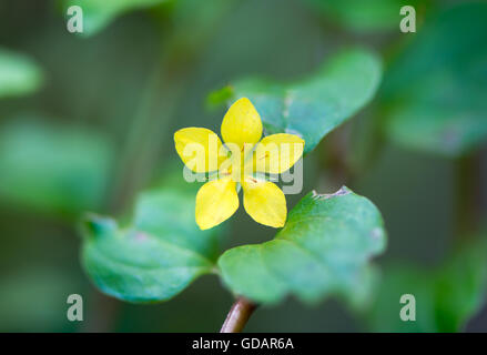 Yellow pimpernel (Lysimachia nemorum) plant in flower. Low growing woodland plant in the primrose family (Primulaceae) Stock Photo