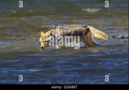 COYOTE canis latrans, ADULT CROSSING RIVER, MONTANA Stock Photo