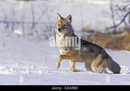 Coyote, canis latrans, Adult on Snow, Montana Stock Photo