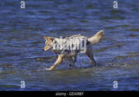 Coyote, canis latrans, Adult in Water, Montana Stock Photo