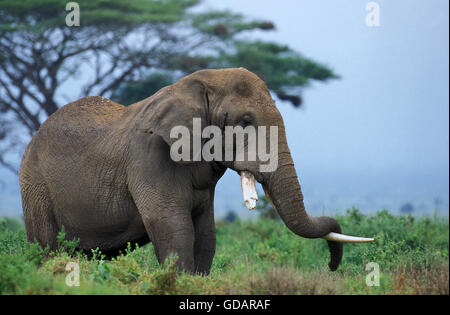African Elephant, loxodonta africana, Adult Sleeping, Trunk put on Tusk, Kenya Stock Photo