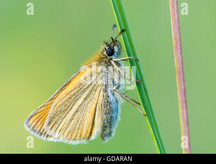 Essex skipper (Thymelicus lineola) at rest on grass. Butterfly in the family Hesperiidae, with underside of wings visible Stock Photo