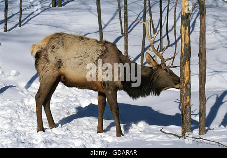 ROCKY MOUNTAIN ELK OR ROCKY MOUNTAIN WAPITI cervus canadensis nelsoni, MALE EATING BARK TREE, YELLOWSTONE PARK IN WYOMING Stock Photo