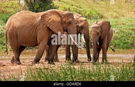 African Elephant, loxodonta africana, Herd near River, Samburu Park in Kenya Stock Photo