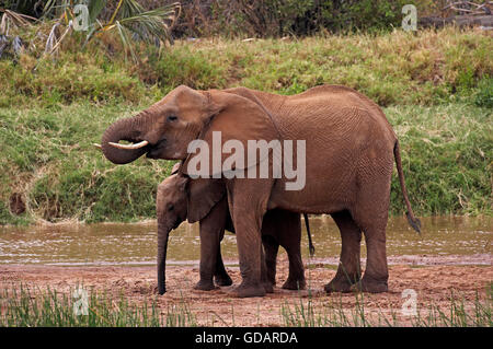 African Elephant, loxodonta africana, Female with Young near River, Samburu Park in Kenya Stock Photo