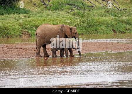 African Elephant, loxodonta africana, Mother and Young at River, Samburu Park in Kenya Stock Photo