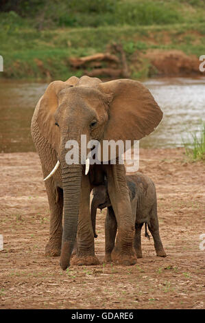 African Elephant, loxodonta africana, Female and Young near River, Samburu Park in Kenya Stock Photo