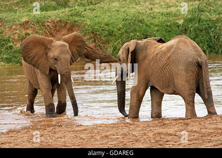 African Elephant, loxodonta africana, Youngs in River, Masai Mara Park in Kenya Stock Photo