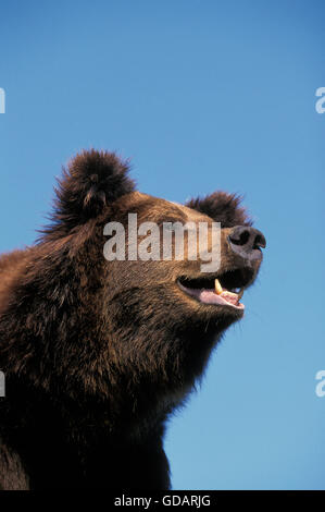 BROWN BEAR ursus arctos, PORTRAIT OF ADULT Stock Photo