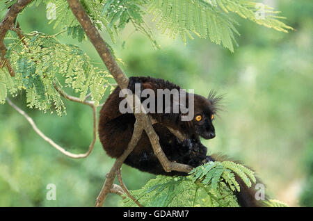 BLACK LEMUR eulemur macaco, MALE HANGING FROM BRANCH, MADAGASCAR Stock Photo