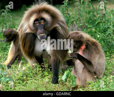 Gelada Baboon, theropithecus gelada, Pair Stock Photo