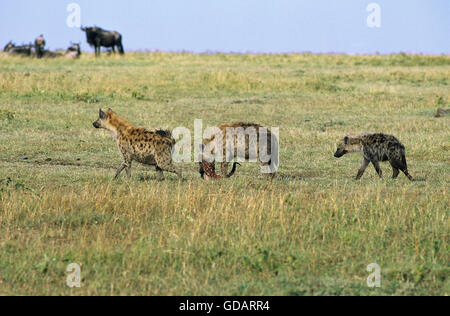 HYENE TACHETEE crocuta crocuta, ADULT CARRYING CARCASS, MASAI MARA PARK IN KENYA Stock Photo