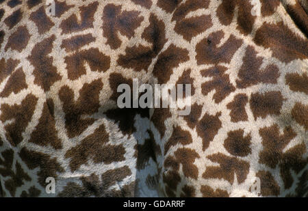 Masai Giraffe, giraffa camelopardalis tippelskirchi, Close-up of Skin, Masai Mara Park in Kenya Stock Photo